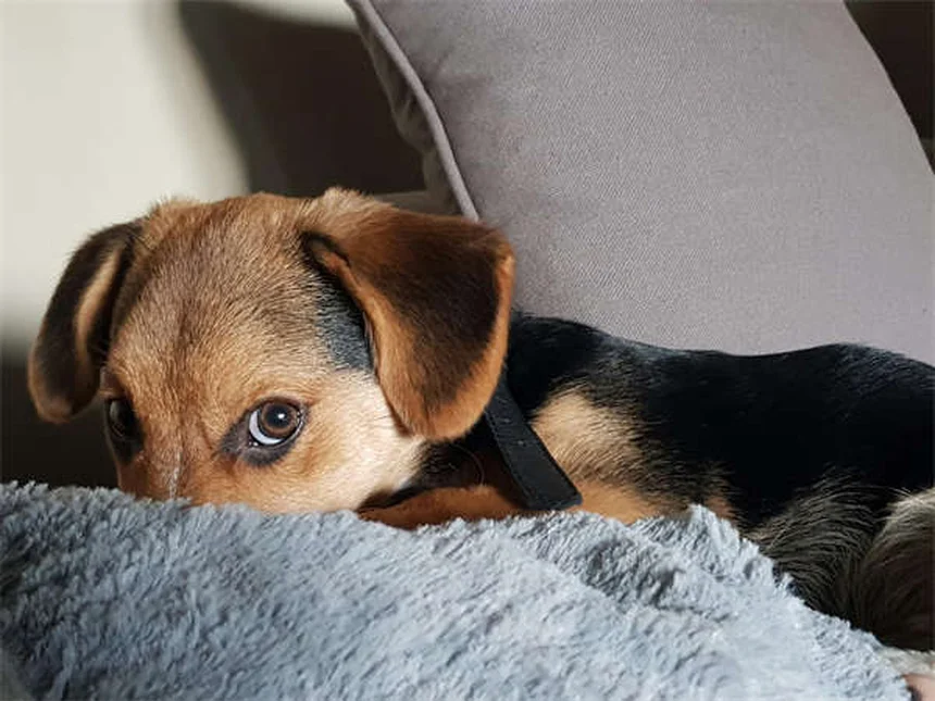 猫に絶対ダメ!犬用のノミ・ダニ駆除薬、なぜ危険?