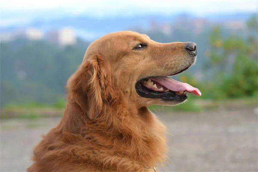 猫に絶対ダメ！犬用のノミ・ダニ駆除薬、なぜ危険？
