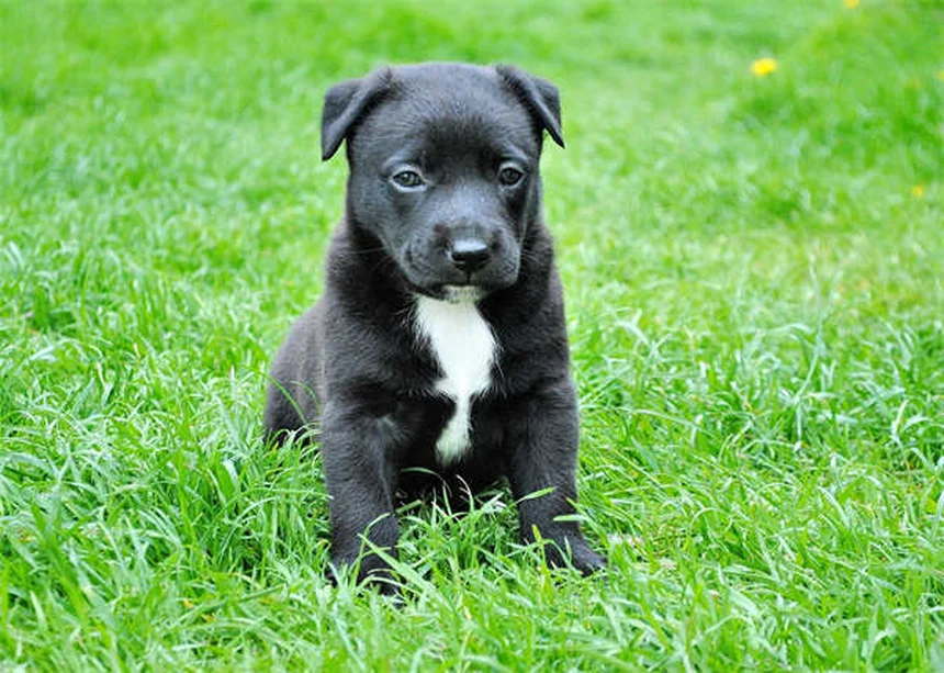 猫に絶対ダメ！犬用のノミ・ダニ駆除薬、なぜ危険？