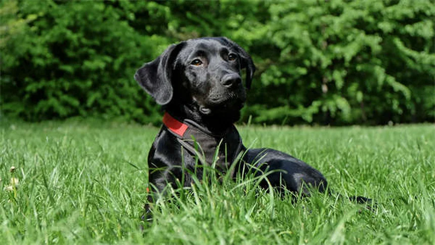 猫に絶対ダメ！犬用のノミ・ダニ駆除薬、なぜ危険？