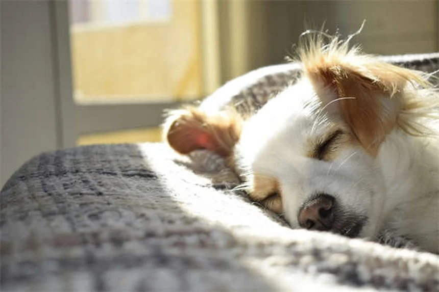 愛犬が足の上に座る理由とは?愛情と不安のサインを見極めて