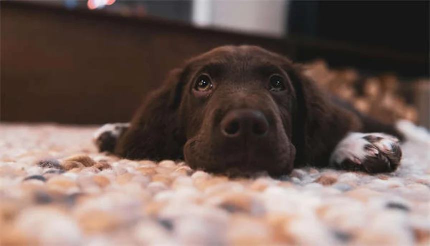 愛犬が足の上に座る理由とは？愛情と不安のサインを見極めて