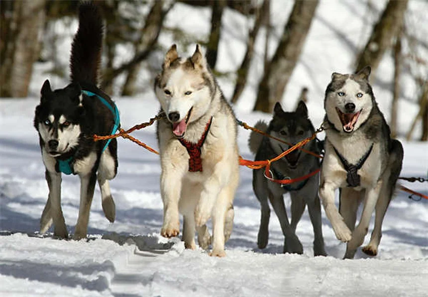 犬がいつもついてくる理由と正しい対処法