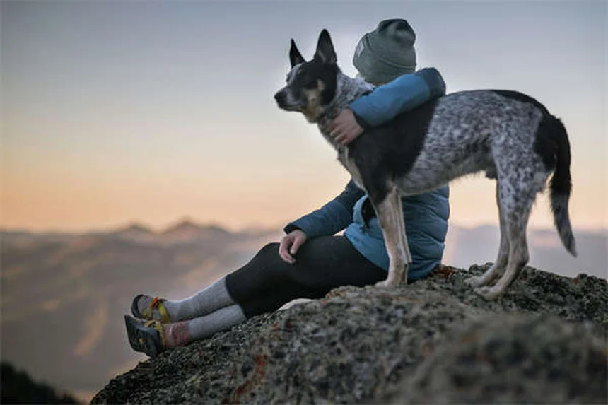 犬がスキンシップを嫌がる理由とサイン、改善方法を解説