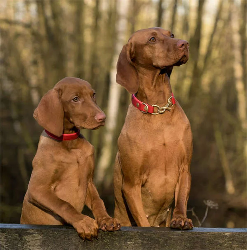 犬がスキンシップを嫌がる理由とサイン、改善方法を解説