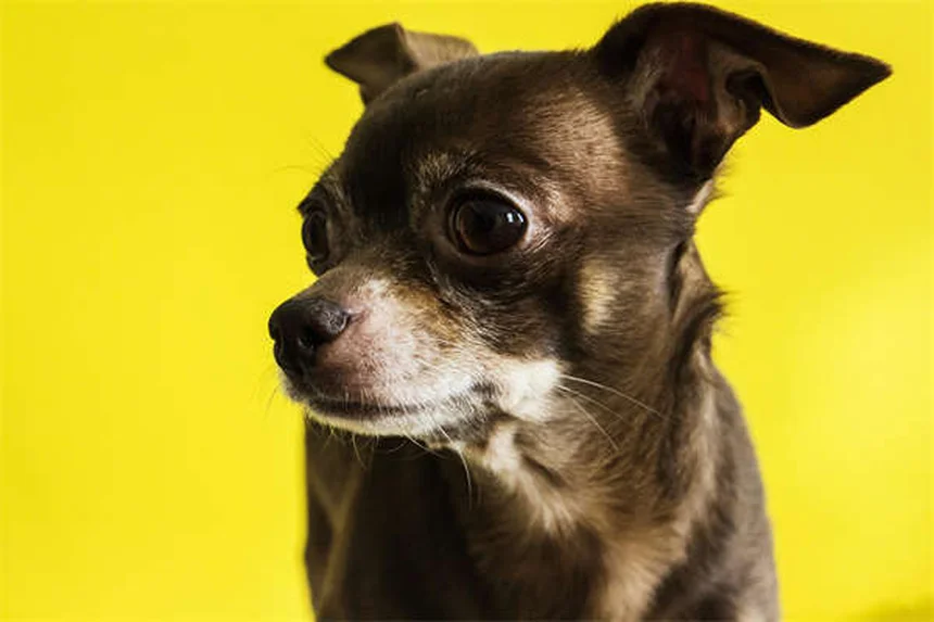 犬がスキンシップを嫌がる理由とサイン、改善方法を解説