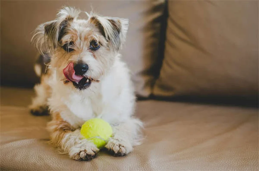 三脚犬の飼い方とケアのコツ：健康で長生きさせるための準備ガイド