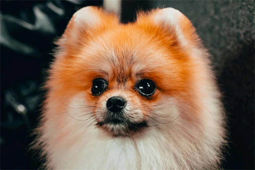 三脚犬の飼い方とケアのコツ：健康で長生きさせるための準備ガイド