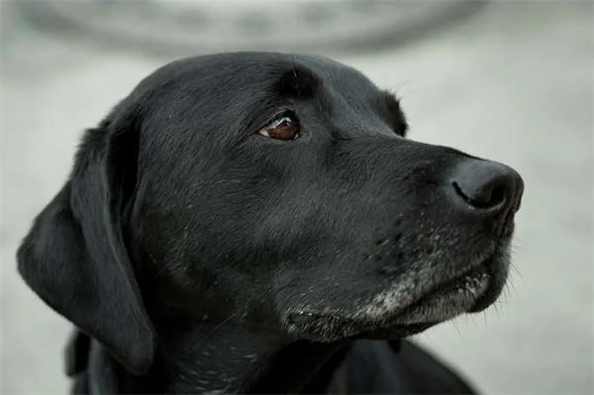 犬猫の下痢にKaopectate®を使う前に知るべき7つのポイント