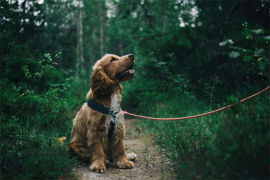犬猫の下痢にKaopectate®を使う前に知るべき7つのポイント