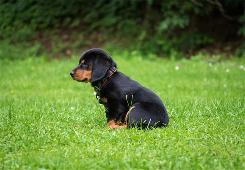 犬猫の下痢にKaopectate®を使う前に知るべき7つのポイント