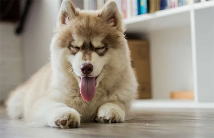 犬を迎えるときに絶対にやってはいけない6つのこと