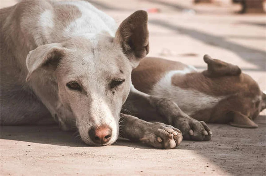 犬を迎えるときに絶対にやってはいけない6つのこと