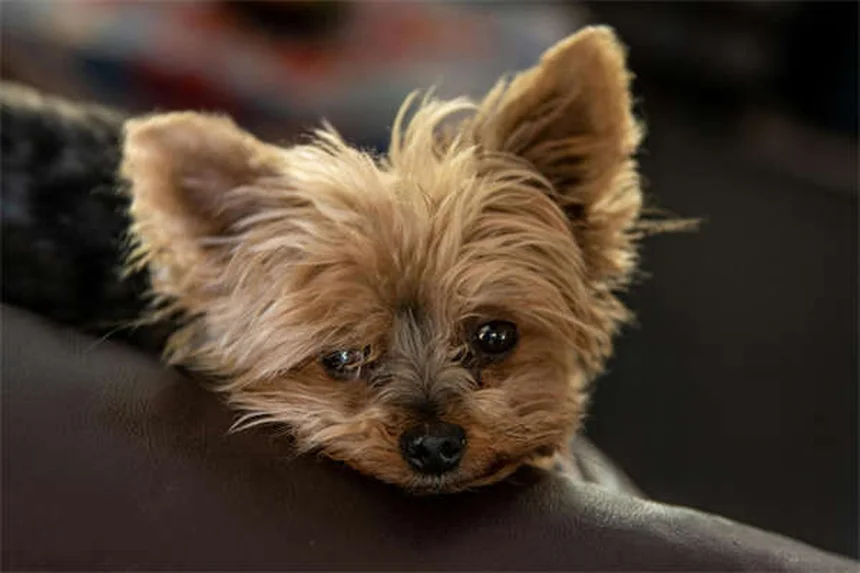 Gelderland Horseの魅力とは？知られざる特徴と飼育のコツ5選