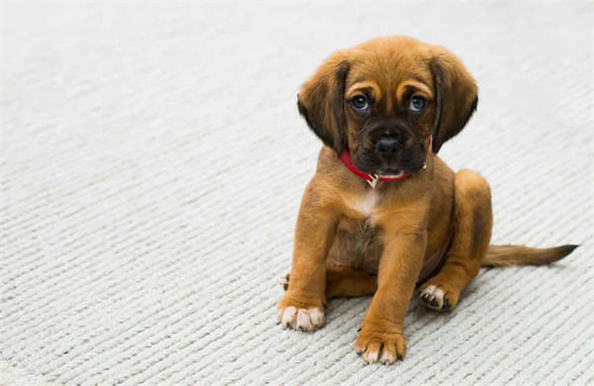 犬の引っ張り防止ハーネスおすすめ5選！正しい選び方と使い方