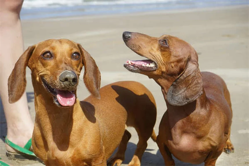 犬のフロセミド（利尿剤）の効果と副作用｜正しい使い方ガイド