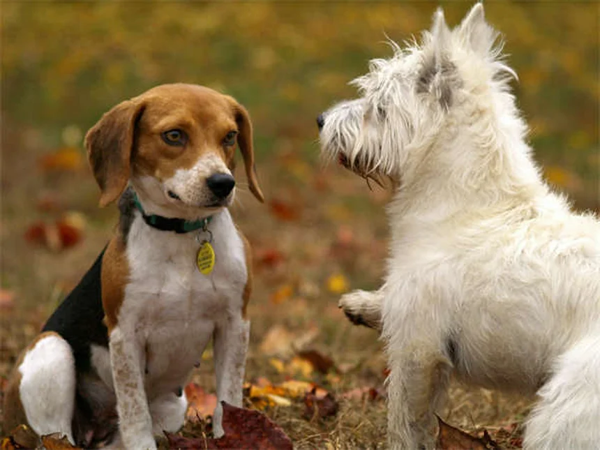 新生児の子犬がかわいい理由12選！知られざる秘密を大公開
