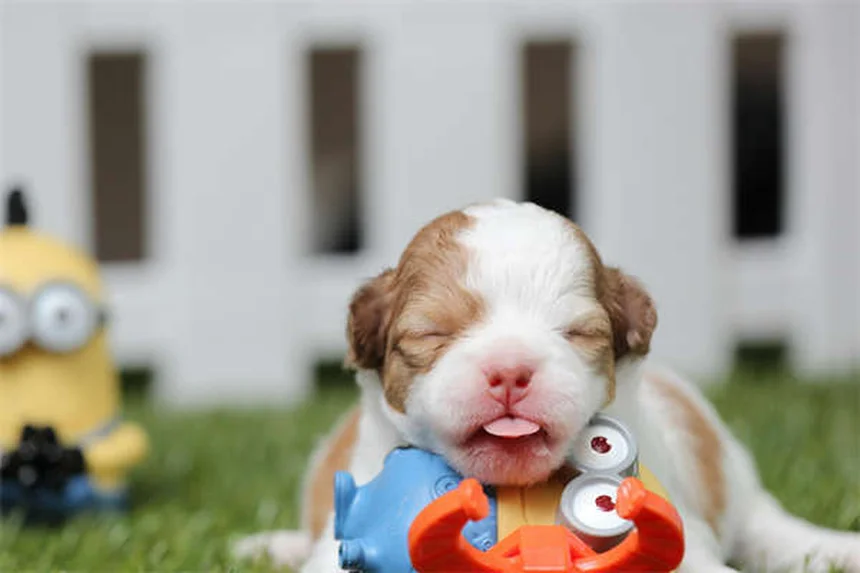 水が大好きな犬18選！防水被毛と水かき足が特徴の犬種とは？