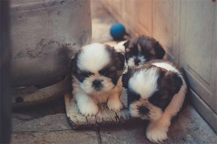 ペットの季節性情動障害(SAD)対策｜冬に元気がない愛犬・愛猫の原因と対処法