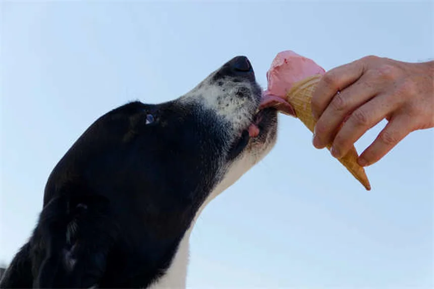 犬が遠吠えする5つの理由と対処法｜愛犬の気持ちがわかる！