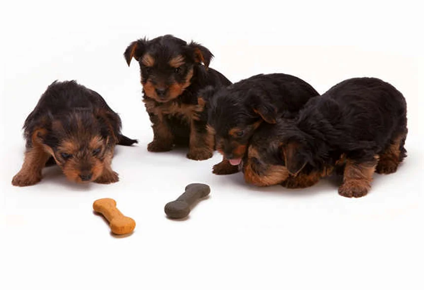 夜間の犬の散歩で安全に過ごす方法｜視認性アップの必須アイテム7選