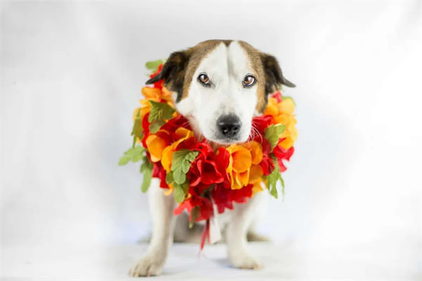 馬のストリングホルトとは？症状と治療法を徹底解説