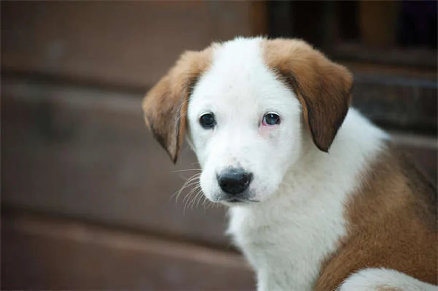 犬の不安症に効く薬10選｜獣医師が教える正しい使い方