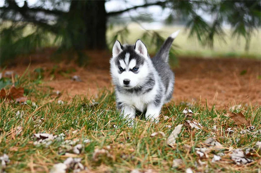 犬のダニ対策｜正しい予防と安全な取り方14のポイント