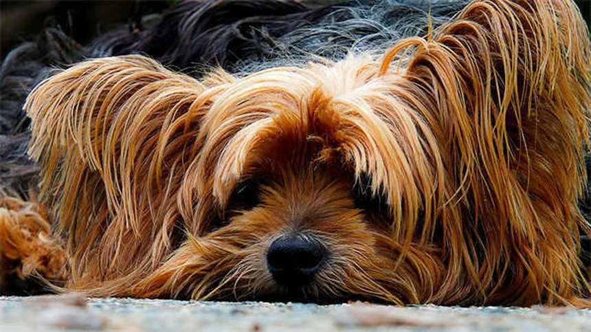 2025年アメリカで人気の犬種トップ10｜フレンチブルドッグが4年連続1位